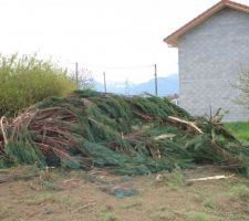 Abbatage de l'arbre désolé pour la nature.
