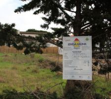Un arbres qui n'existera bientôt plus