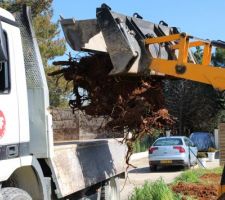 Sorti de 6 troncs d'arbres &agrave; 2tonnes l'unit&eacute;