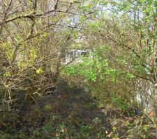 Jardin (jungle)