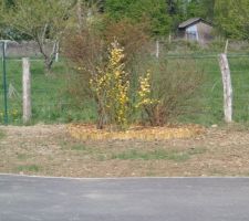 Bosquet de divers arbustes gazon planté autour 20 04 2014