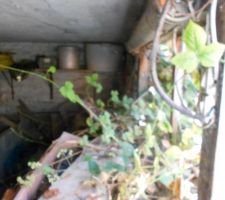 La cabane au fond du jardin....