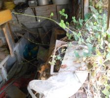 La cabane au fond du jardin....
