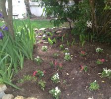 Iris en fleur   plantation des rosiers "the fairy" et petits begonias annuels (en attendant que les rosiers grandissent!)