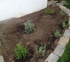 Plantation de d'un Teucrium (au milieu), d'un rosier emera, de nepeta (bordure) et de Campanule latiloba blanche