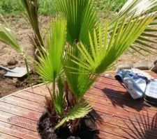 Palmier inséré dans la terrasse avec spot lumineux