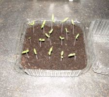 Mes petits plants de tomates Torino dont j'ai recupéré les graines en mangeant l'une d'entre elle la semaine derniere!!