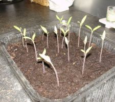 Mes petits plants de tomates Torino dont j'ai recupéré les graines en mangeant l'une d'entre elle la semaine derniere!!