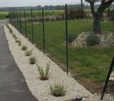 Toujours dans les plantations. Lavandes et gauras plantées le long du grillage