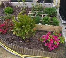 Carré potager dans le coin des plantes en terre de bruyère, avec plantes aromatiques à portée de mains