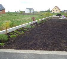 Terrain ensemencé avec bordure d'arbustes et couvre-sol