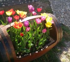 Tulipes en fleurs