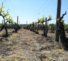 Les vignes commencent à pousser !