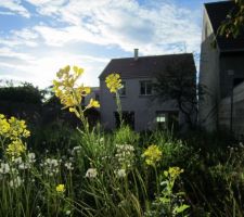 Je vais presque regretter de débroussailler le jardin. C'est un peu poétique comme ça.