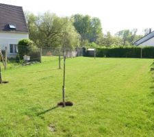 Plantation des arbres fruitiers