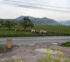Oh la vache...