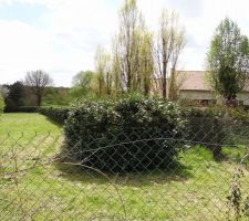 Vue depuis le coin Nord-ouest du terrain (depuis la route). On notera la largeur de la haie de laurier (3-4 m&egrave;tres).