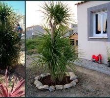 A droite notre dracena planter l'année dernière en mai et à gauche le voici maintenant un an plu tard ....