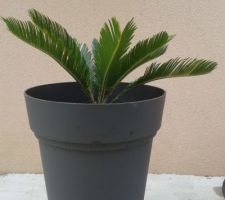 Cycas rempoté dans un plus grand pot.