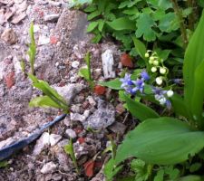 Il passe partout le muguet