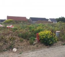 En friche mais voici notre terrain