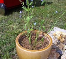 Mysosotis du jardin mis en pot