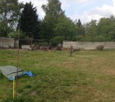 Il n'y a plus d'arbres!!!!!