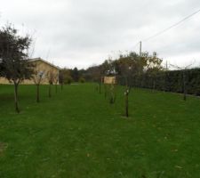 Terrain encore avec arbustes..