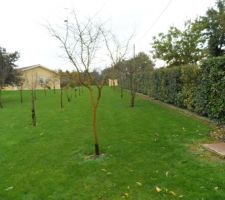 Terrain encore avec arbustes..