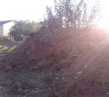 Notre chêne qu'on pensait garder...