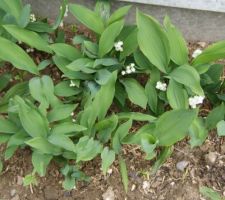 Muguet bien fleuri pour le 1er mai!