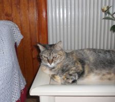 Maya