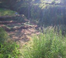 Le petit terrain en cours  de défrichage