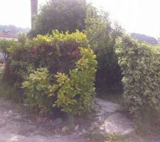 Il a fallut enlever toutes ces haies gênantes