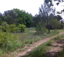 En cours de débroussaillage