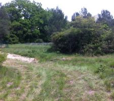 En cours de débroussaillage