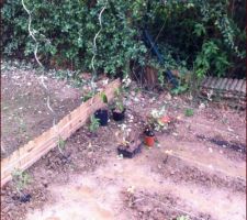 Essai de bouturages pour la haie de coté