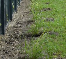 Plantation des premiers miscanthus