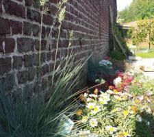 Les premières fleurs plantées