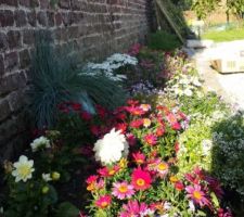 Mes premières plantations de feurs